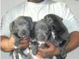 Blue Staffs Kc Reg Last 2 Left (£800). ONLY 2 GIRLS LEFT....