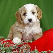 Cockapoo puppiesThese cute, fluffy little puppies