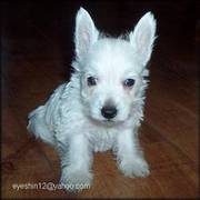 adorable little westie puppies for merry christmas