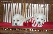 Coton DE Tulear Puppies as Christmass Gift