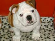 british bulldog puppy