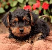 good lovely Yorkie Puppies for sale