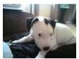 staffordshire bull terrier pup. IN NEED OF VERY GOOD....