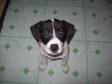 12 WEEK staff x boxer girl black & white lovely markings....