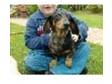 Miniature dachshund stud dog. George is are KC....