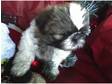 shihtzu pedigree puppies gloucester