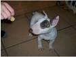 english bull terrier dog pup