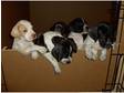 English Pointer Puppies