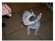 english bull terrier dog pup. english bull terrier....