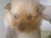 Pomeranian Pups for Sale