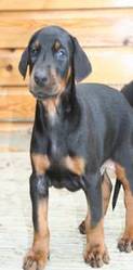 doberman pups KC reg Top European bloodlines! ready now