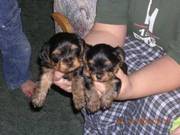 TeaCup Yorkshire Terriers