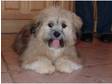 Coco - Lhasa Apso male puppy