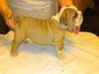 Pedigree KC Registered Bulldog Puppies in Stoke on Trent,  Staffs