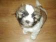 shih tzu pupies. shih tzue pups for sale fantastic....