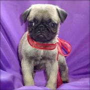 pug puppies for adoption