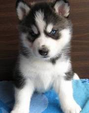 Rehoming Black and White Charming Blue EYES Siberian Huskys