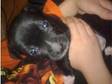 DESCRIPTIONSTAFFORDSHIRE BULL terrier puppy 7 weeks old....