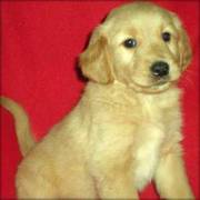 Golden Retriever puppies for good home