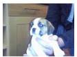 pugalier puppies 6 weeks old. brown and white king....