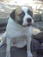 Bulldog Cross Presa Canario