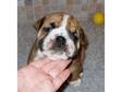 KC Registered Bulldog Puppy