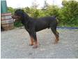 Rottweiler Pup for sale