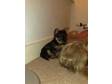 Toy Yorkie Pup for Sale Toy Size Yorkshire Terrier....