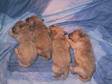 Pedigree Miniature Poodle ( LItter Due ). Pedigree....