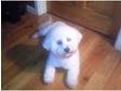 male bichon for stud