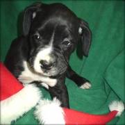 Gorgeous Boxer Puppies Ready To Go