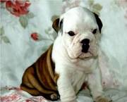 X-mas English Bulldog puppies