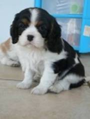 Quality Cavalier King Charles puppies available now