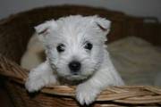 West Highland Terrier Puppies