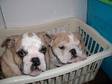 KC BRITISH BULLDOG PUPPIES KC Reg British Buldog....