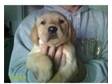 2 boy labrador pups for sale. I have 2 boy golden....