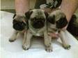 Pug Pups. 3 stunning fawn/black mask pug pups 1 female....