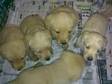 Beautiful chunky fox red and yellow lab puppies. Wormed....