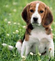 Lovely Beagle puppies for good and caring home