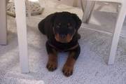 rottweiler puppies