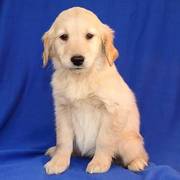 Golden Retriever puppies for adoption