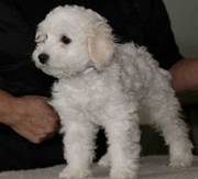 Double Coat Bichon Frises.Email (gibsonhecton@yahoo.com)