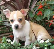 adorable chihuahua puppies ready for e new home