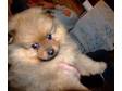 FOX FACED POMERANIAN. Here is a gorgeous little fella, ....