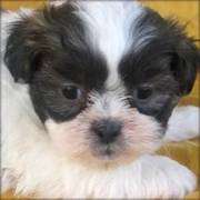 Shih Tzu Puppies for good homes