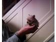 beautiful tiny tiny teacup Yorkiechi teacup chihuahua x.....