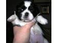 shih tzu pups ready december!!!!!!!1. we have shih tzu....