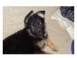 german shephard puppy. 1 male german shephard puppy left....