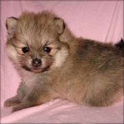 Cute and Blinking Pomeranian Puppies for free adoption