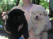 Chow chow puppies for sale